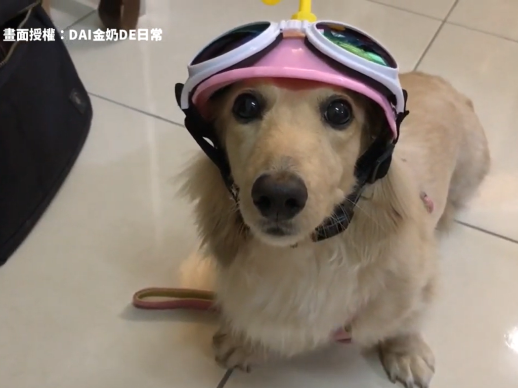  時尚臘腸的兜風穿搭，吸引眾人目光。（圖／DAI金奶DE日常 授權）