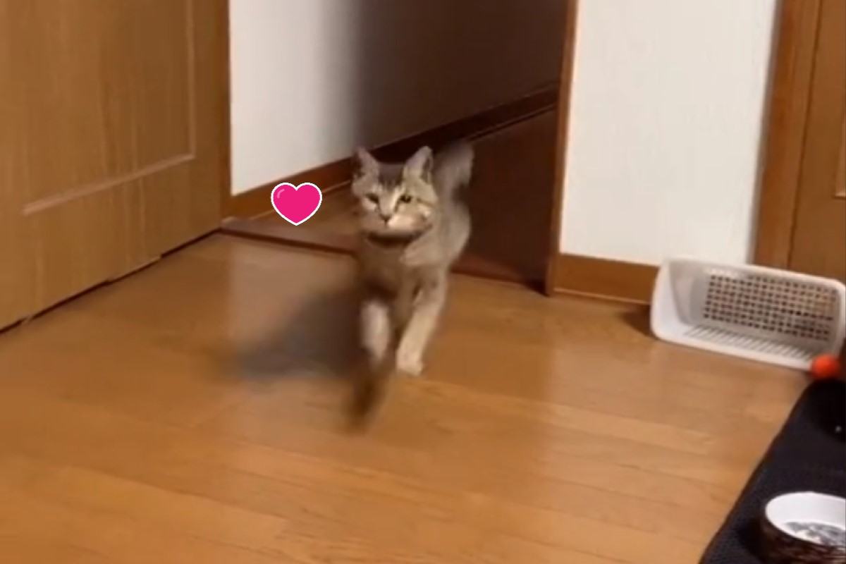 虎斑貓Shishamo開心地迎接奴才回家（圖／Tik Tok＠kinokotapioca）