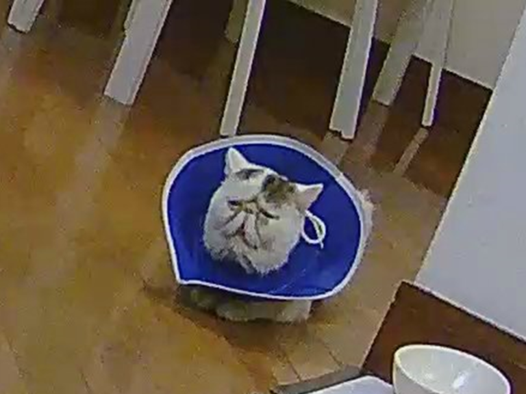 日本推主從監視器看貓在幹嘛，沒想到卻驚見有趣的表情！（圖／Twitter@kuwukuwukuwu）