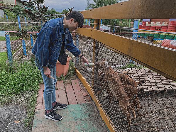 ▲動物種類意外地多，還有小兔子、雞、鴨、鵝等。（圖／歡迎光臨，東宅 Vida Cómoda）