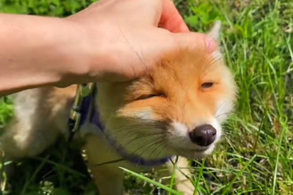 幫助狐狸寶寶脫困卻被纏上　牠討抱求摸：帶偶走！