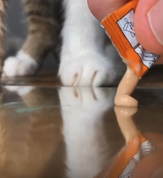 首先介紹貓貓的快樂泉源：肉泥！（圖／Facebook＠UNILAD） 