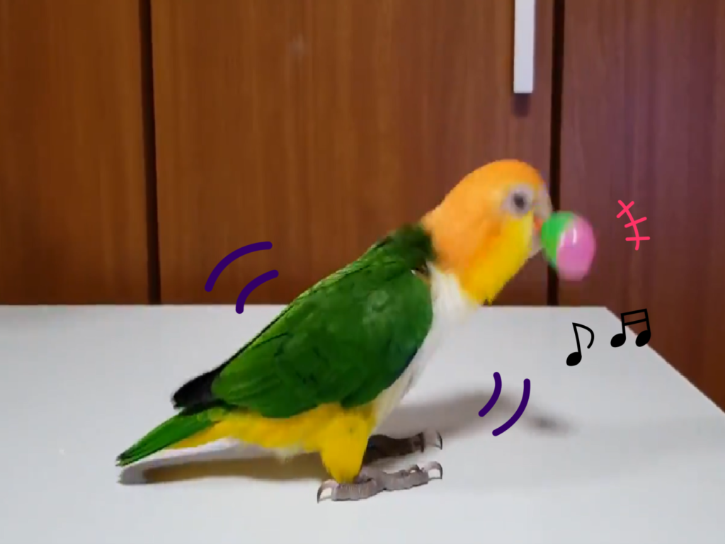 ▲凱克鸚鵡搖沙鈴，鈴鈴鈴超入迷，馬達全開狂震動。（圖／Twitter：mikarin_10）