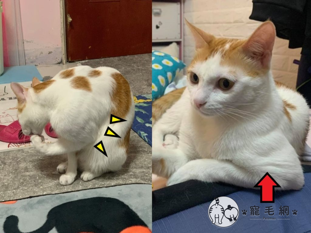 ▲橘白貓「小五」擁有強壯的二頭肌，被網友封為「喵館長」（圖／網友簡浩子授權提供）