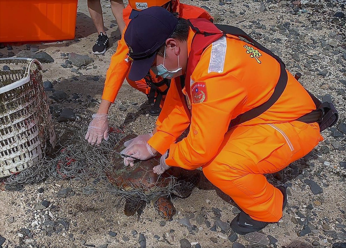 ▲澎湖沙灘發現三隻疑似擱淺的海龜，其中一隻活體海龜遭到廢棄漁網纏繞，另兩隻則明顯死亡，海巡人員將活海龜送往海洋生物研究中心救護。（圖／澎湖岸巡隊提供）