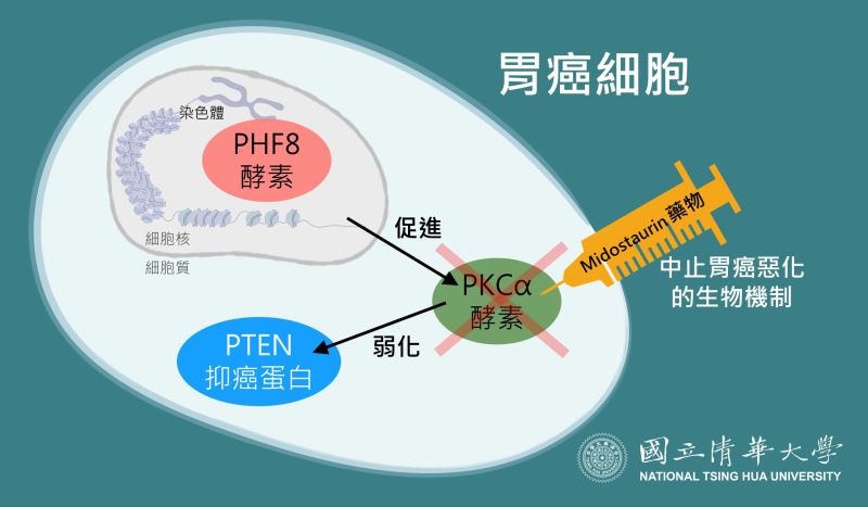 ▲清大研究團隊利用大數據從3萬多種可能性中找到了癌症惡化的生物機制，關鍵就在兩種酵素PHF8及PKCα。（圖由清大提供）