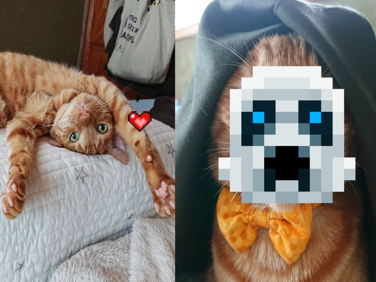 ▲呆萌橘貓翻眼睡大覺，主人一驚：這是鬼修女？！（圖／Instagram＠acchan_purin）