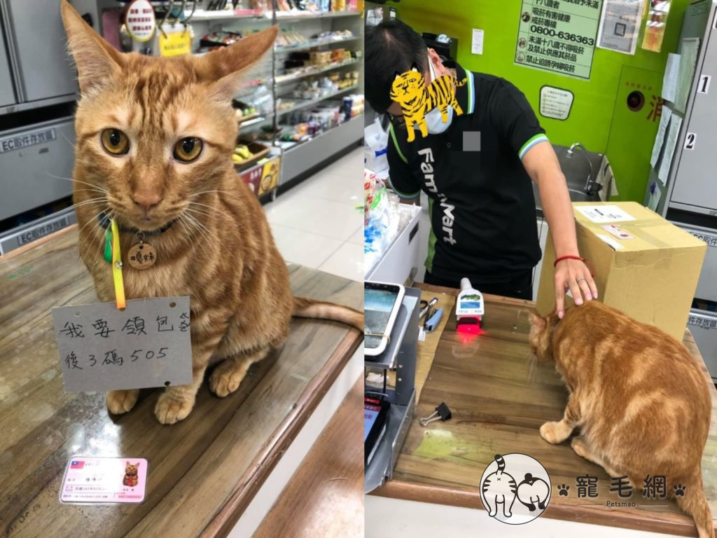 ▲橘貓「嘎妹」日前到超商領包裹，還自備「身份證與電話末3碼吊牌」！（圖／網友陳欣伶授權提供）