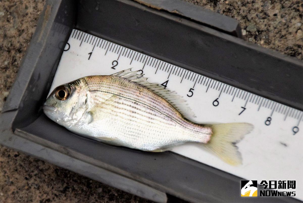 ▲澎湖縣政府農漁局108年在姑婆嶼週邊海域，放流標識黃錫鯛約有12萬尾，其中使用T型標籤（灰、綠兩色）結附於魚體背鰭下方肌肉有3萬尾。（圖／記者張塵攝，2020.11.03）