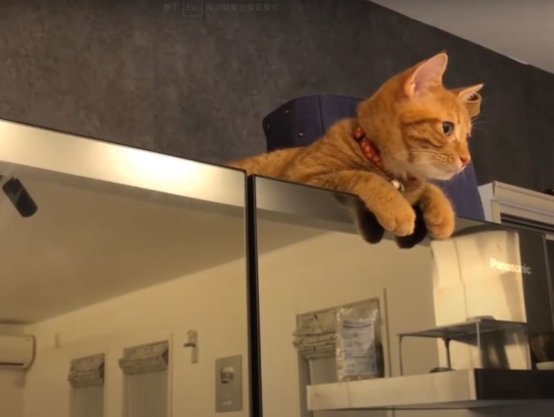 ▲貓貓在冰箱上默默地看：我就在這阿～（圖／Youtube＠ma