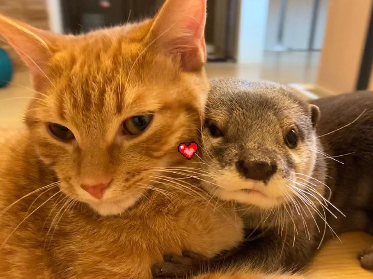 ▲最愛的貓貓不見了！水獺好著急！（圖／Youtube＠ma ko）