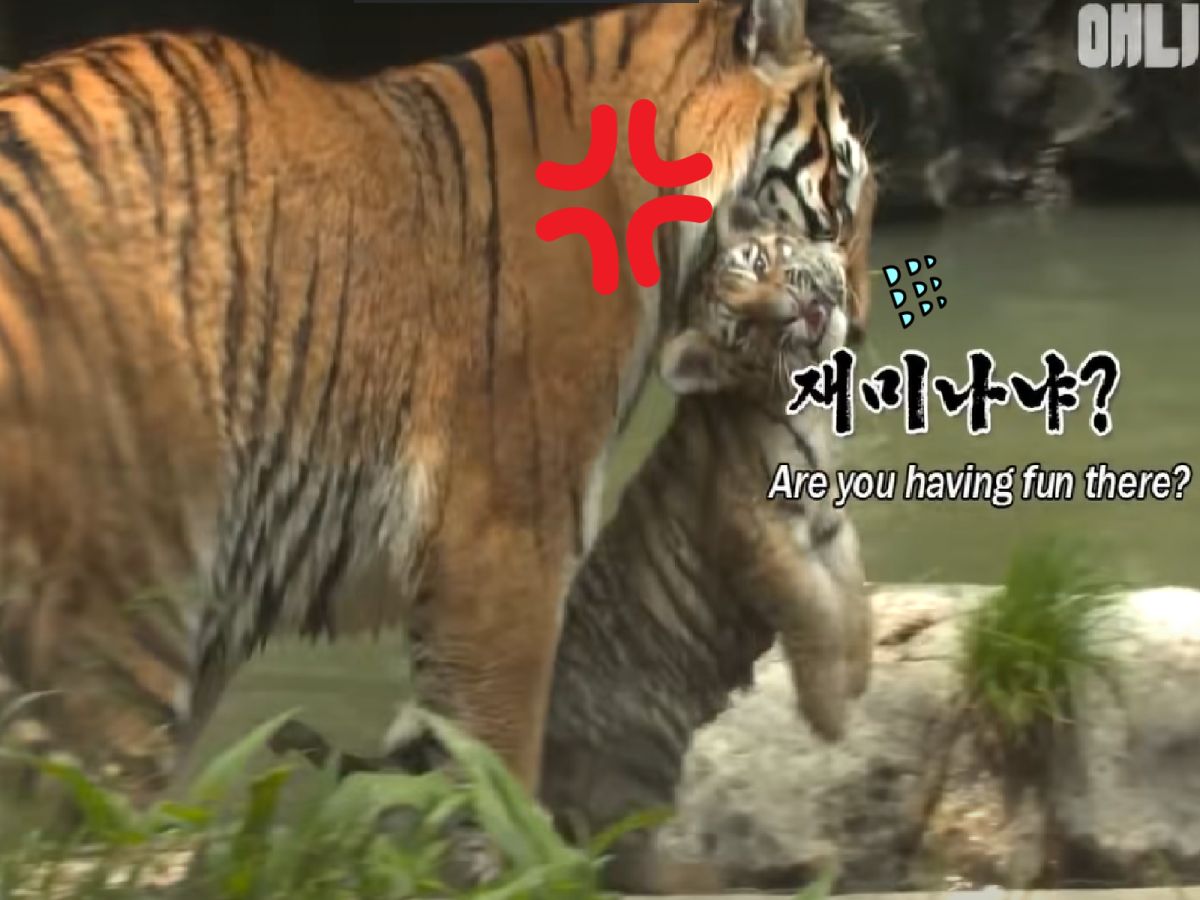 ▲好奇虎寶「趴趴造」！憂慮虎媽跟牢牢！（圖／Youtube＠SBS TV동물농장x） 