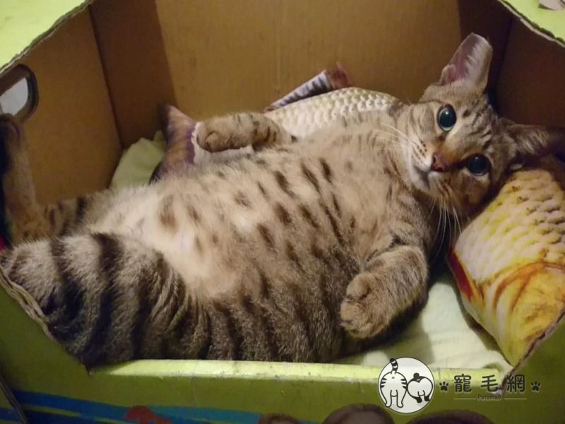 影／虎斑貓躺紙箱饋魚抱枕　媽嘆：每天睡到不省貓事！
