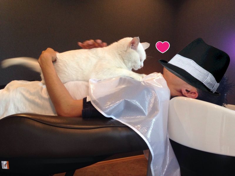 ▲日本一推主在美容院洗髮時，被「白貓服務生」趴胸（圖／twitter@hayashimunehiro）