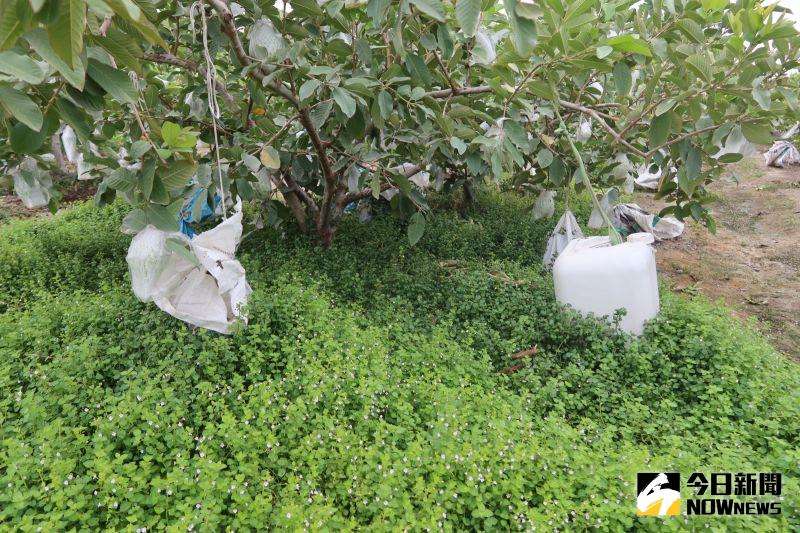 ▲融梨芭樂園園主是青農鄭豊融說,有將近5分半的面積全部採取草生栽培、絕不噴灑除草劑,秉持友善農業的理念。(圖/記者陳雅芳攝,2020.11.04)