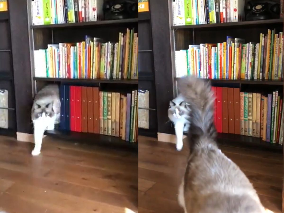 ▲不斷有貓咪咚咚咚從書櫃走出來，到底是怎麼回事？（圖／Twitter@yamaneko_coffee授權）