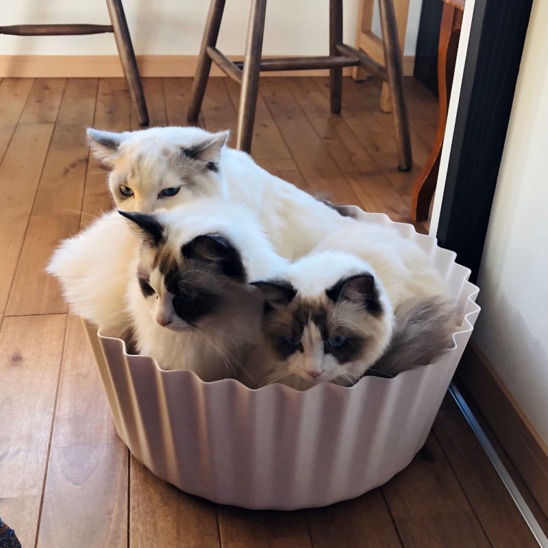▲日本一家咖啡館山猫軒,有許多店貓(圖/Twitter@yamaneko_coffee授權)