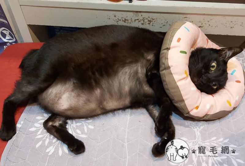 影／豐腴黑貓躺著肥肉溢出　網笑：黑色顯瘦都是騙人的
