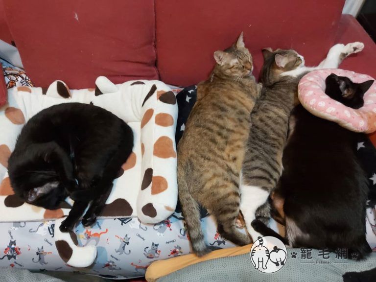 ▲網友家養了五隻貓，其中最肥的竟是黑貓！（圖／IG@meow.a.kuei授權）