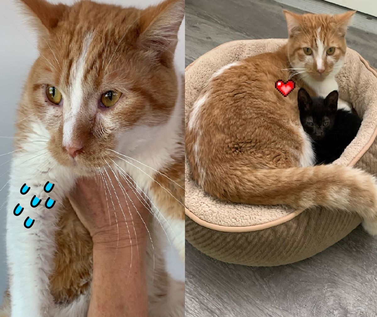 ▲害羞橘貓原都躲衣櫥，認識小黑貓後全改變！（圖／Instagram＠alleycatrescue）