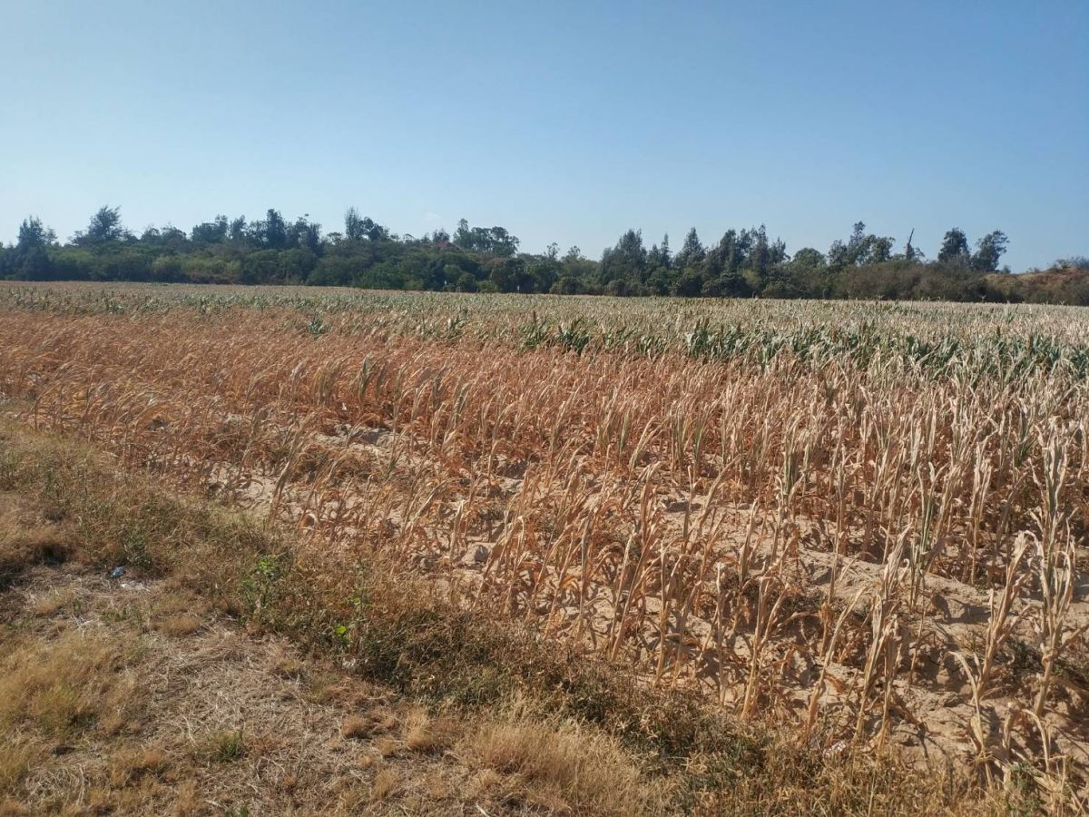 ▲截至目前為止，金門降雨量僅有446.5公厘，各鄉鎮農損嚴重。(圖/金門縣建設處提供)