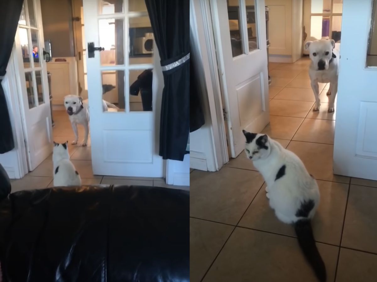 ▲路霸貓一屁股坐在門口不走，大狗過不去露出無奈。（圖／翻攝自Youtube@ViralHog）