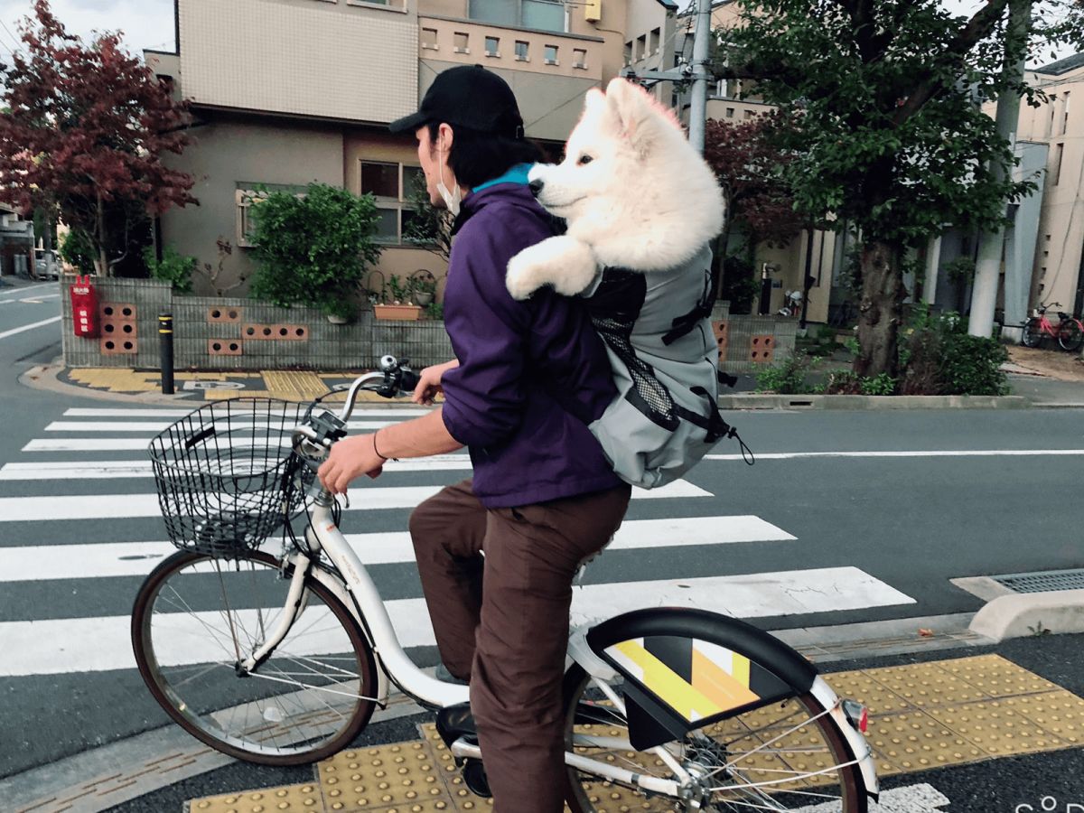 ▲主人揹著薩摩耶騎腳踏車兜風，停車時牠一回眸令人瞬間融化（圖／Twitter@samoedsoran）