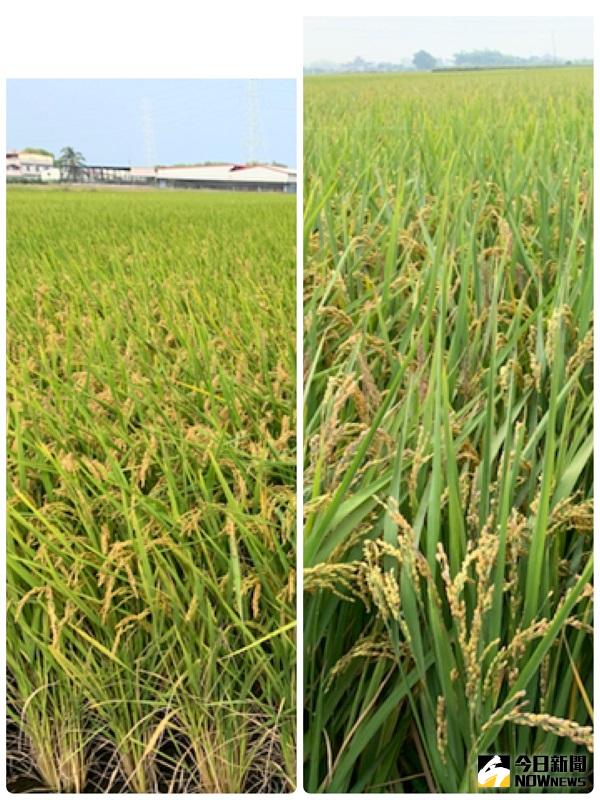 省工增量的新農業科技 緩控釋肥料在溪口辦水稻成果觀摩