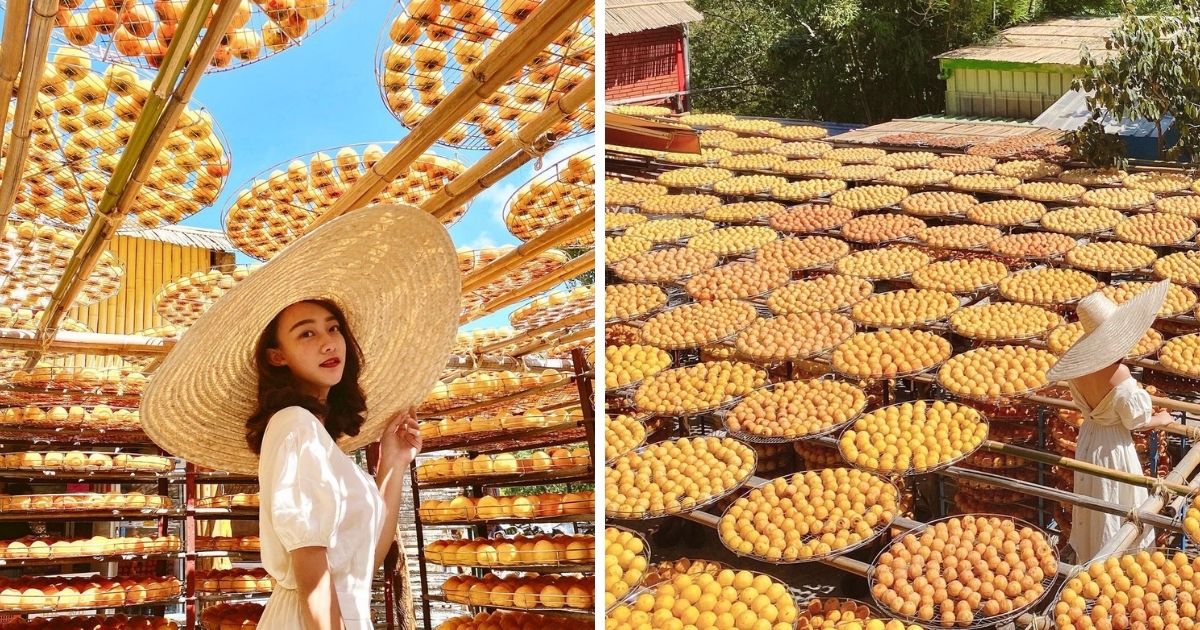 ▲盛產柿子的新竹新埔有不少觀光農場會開放民眾前往拍照、品嘗香甜的柿子。(圖/IG網友@1000cc_ig提供)