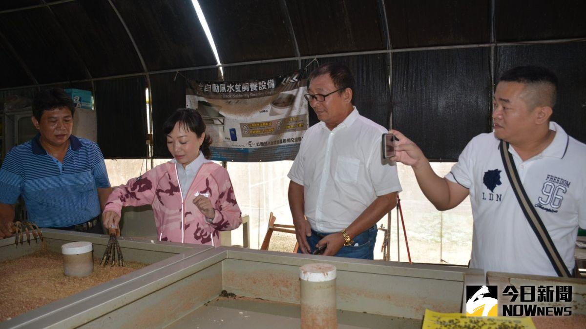 ▲孵化1公克黑水虻卵可處理24公斤廚餘。（圖／記者郭政隆攝影2020.11.7）