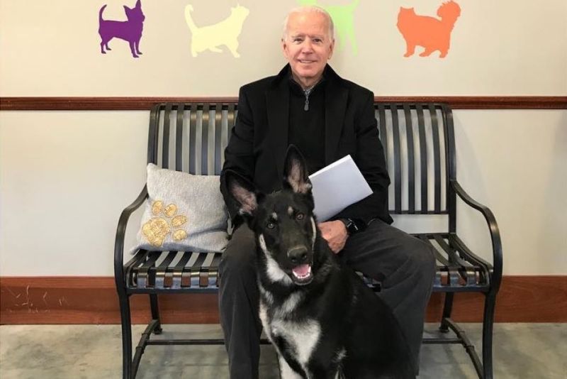 拜登宣布勝選　白宮「第一狗」可望首度出現救難犬
