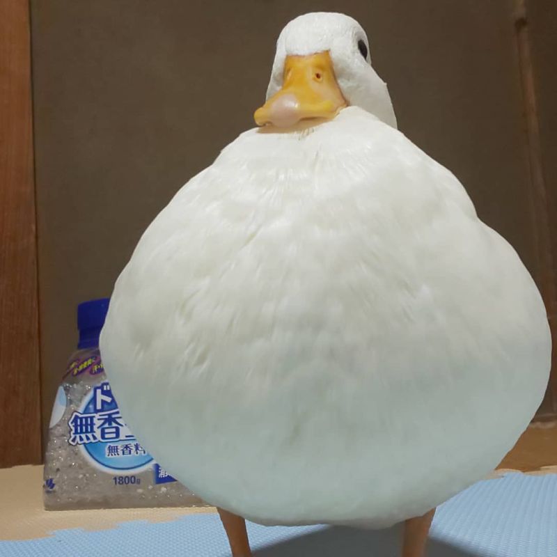 ▲好一隻又胖又圓的鴨鴨（圖／Instagram＠sese.duck）