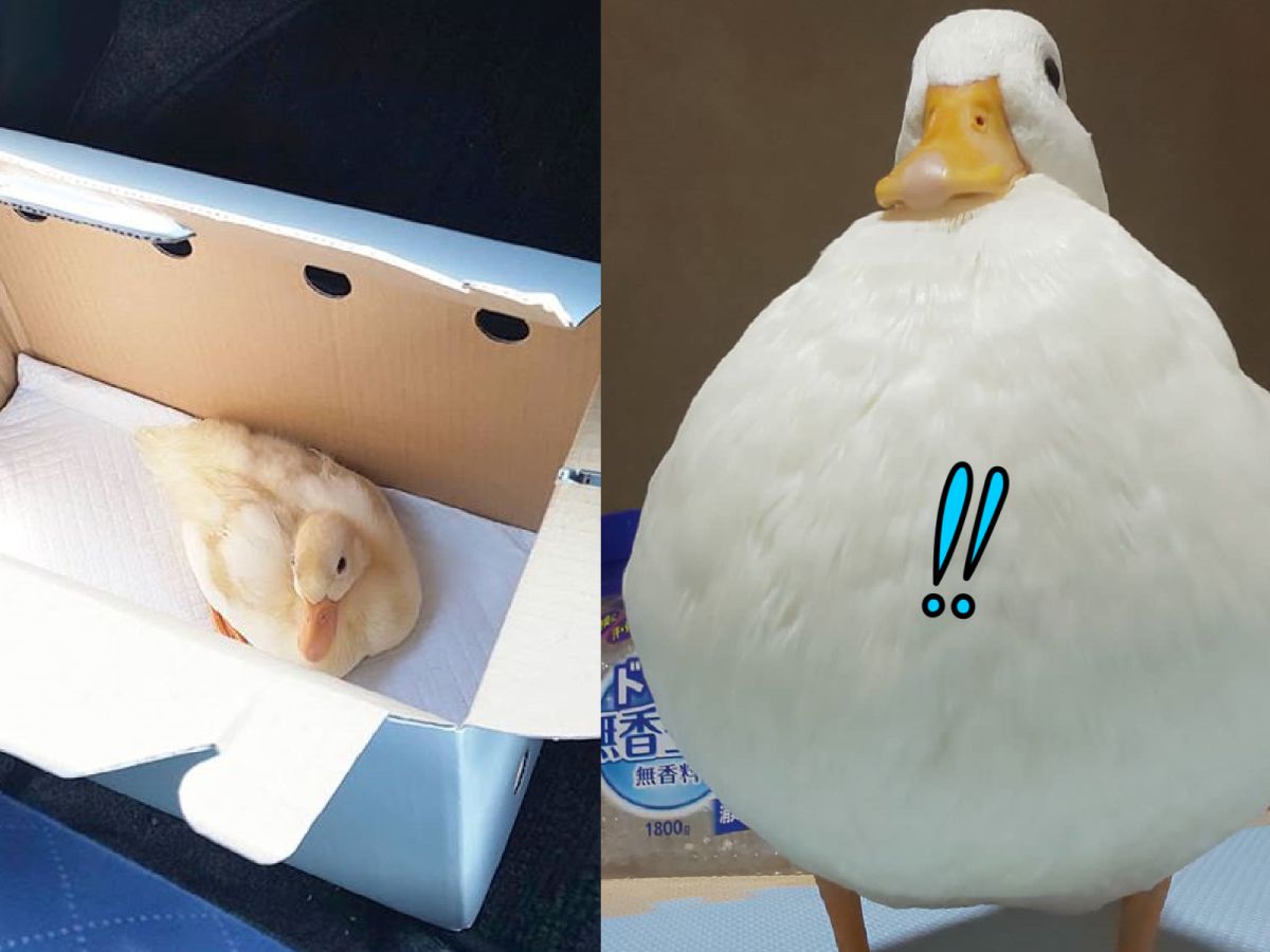 ▲從嬌小幼鴨開始養，長大竟長成一顆巨大熱氣球！？（圖／Instagram＠sese.duck）