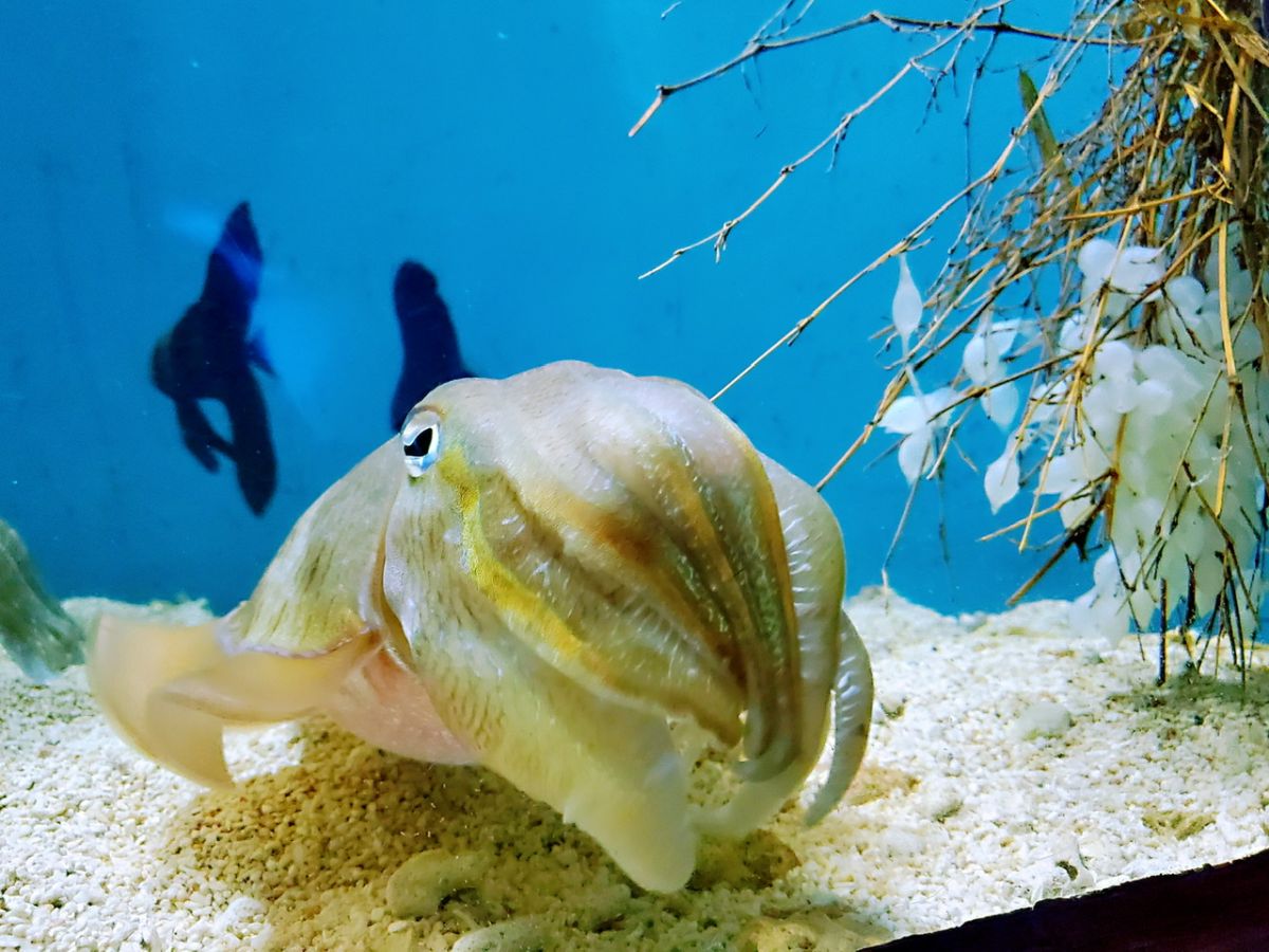 ▲ 烏賊又被稱為花枝或墨魚，體型圓胖，背脊有硬殼，外觀具有花紋。（圖／屏東海生館提供）