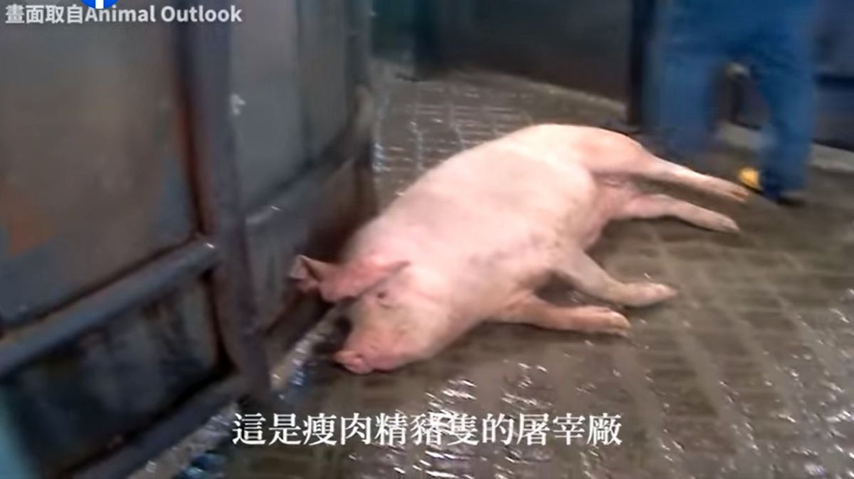 ▲農委會主委陳吉仲11日暗指國民黨臉書發佈的萊豬影片是不實消息，國民黨反駁，指這支影片引用自國際動保團體所發佈的影片，並非國民黨自製，是真的。（圖／翻攝國民黨影片）