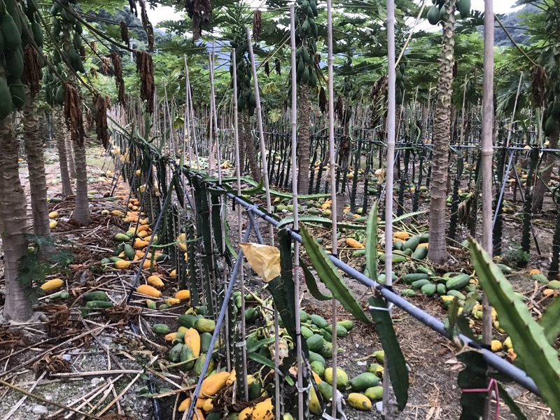 ▲劉男辛苦栽種的木瓜，遭歹徒持刀砍下散落一地(民眾提供)
