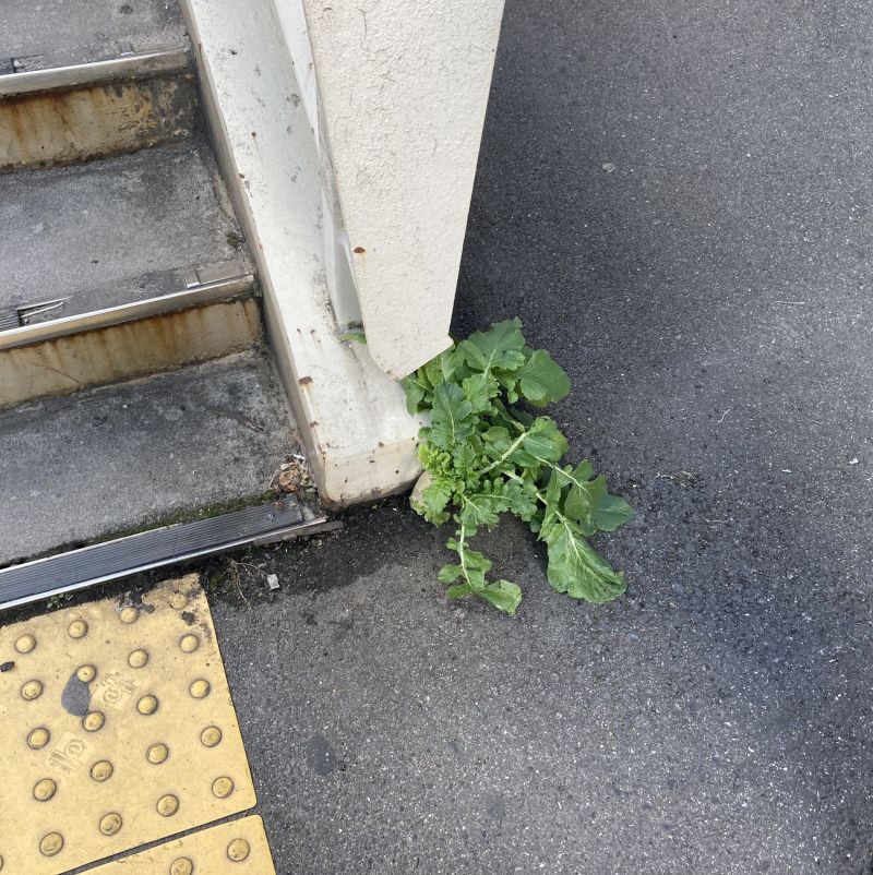 ▲日本大阪車站天橋旁的柏油路面破土而出一株蘿蔔。（圖／翻攝自推特）