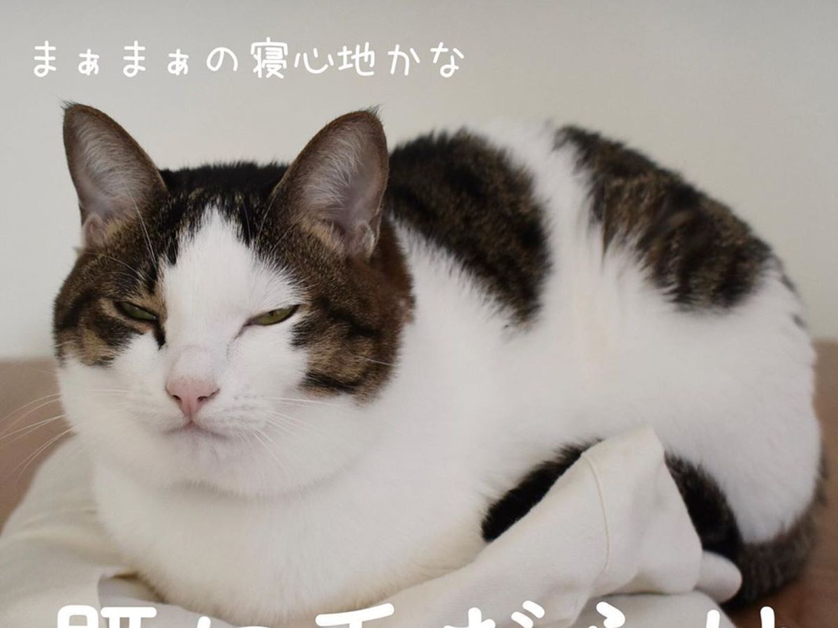 ▲新衣摺好隨手放，沒多久竟長出貓咪來（圖／IG＠less_i_0）