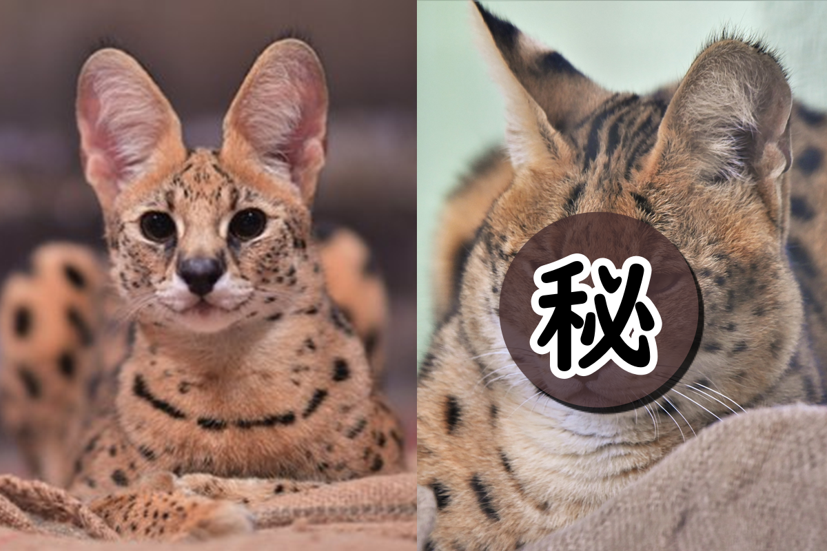 ▲平平都是藪貓，長相竟天差地遠，來看看廬山真面目！（圖／Twitter@vanity_temple）