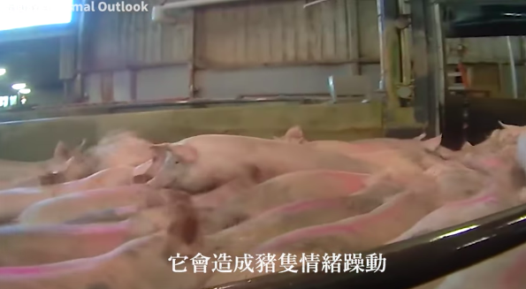 ▲國民黨在臉書po出一段豬隻顫抖的影片，註明是瘦肉精豬隻的屠宰場，因為瘦肉精副作用讓豬隻呼吸加快、肌肉顫抖。（圖／擷取自國民黨臉書）