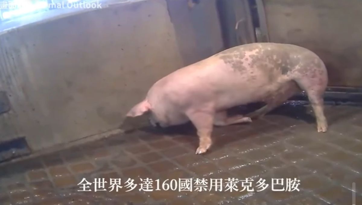 ▲國民黨團立委日前集體張貼豬隻顫抖影片，表示吃了萊劑後，豬的健康狀況不佳，農委會表示要告。　（圖／翻攝立委葉毓蘭臉書）