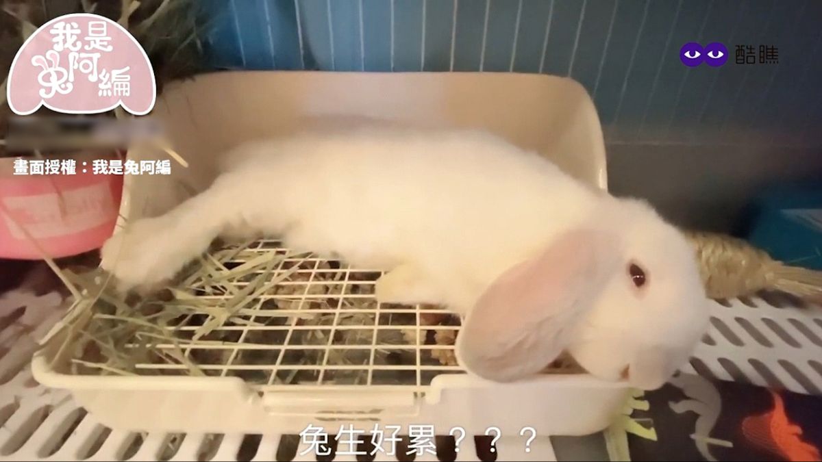 ▲ 弟瓜（垂耳兔）無時無刻看起來都好累，「上廁所也能睡」Q萌技能網呼超可愛。（圖／我是兔阿編 授權）