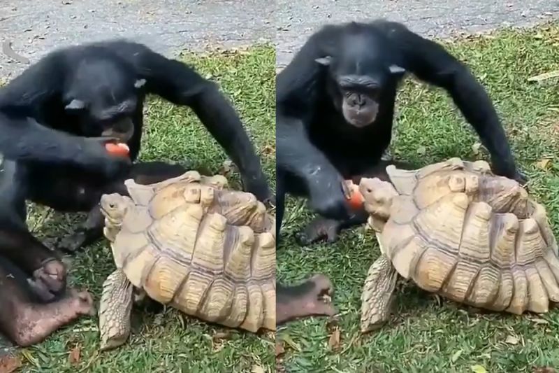你一口我一口！黑猩猩吃完餵烏龜：「來！一起吃啦！」
