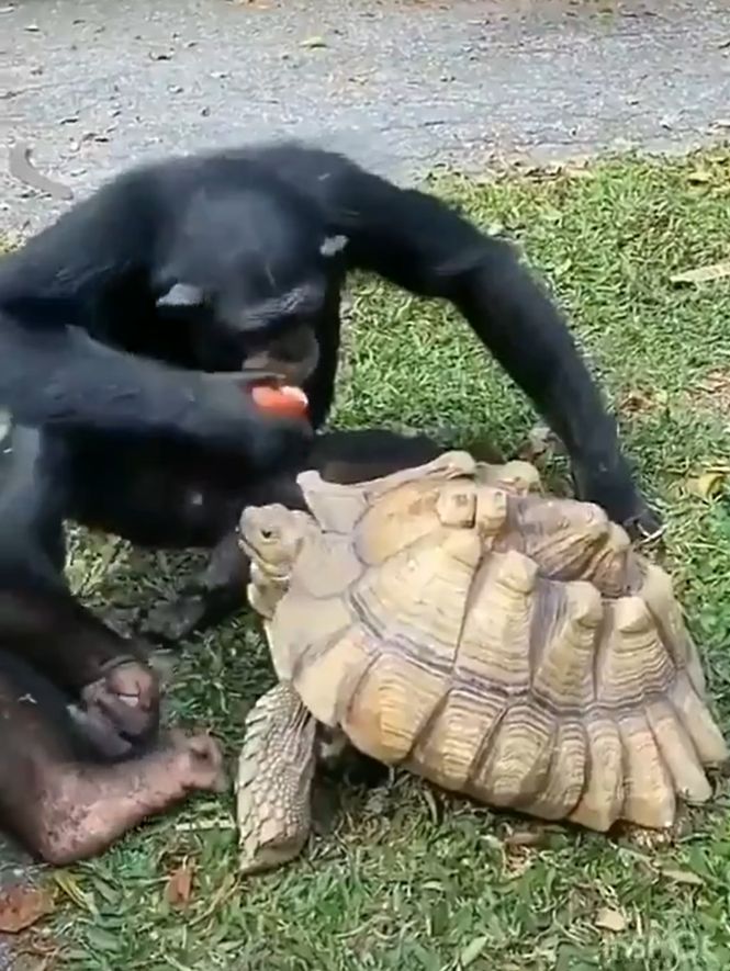 ▲有蘋果！黑猩猩自己先嘗一口！（圖／Twitter@PhysicsAndAstr1）