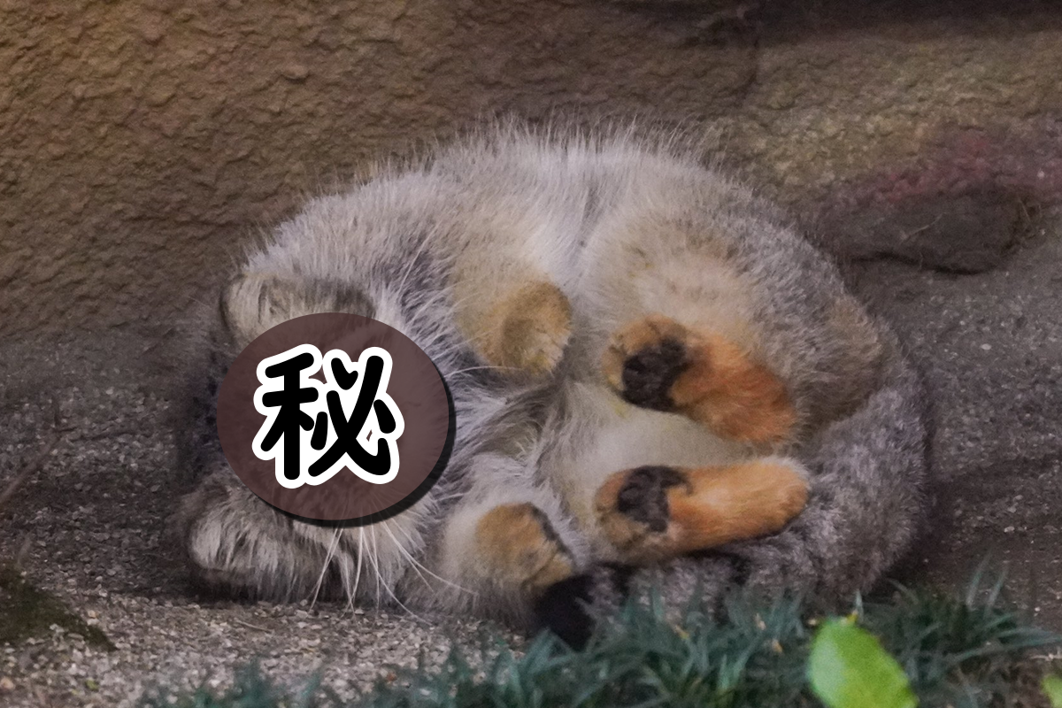▲日本動物園竟讓遊客直擊到一坨圓滾滾「謎樣胖球」（圖／Twitter@sasami06854503）