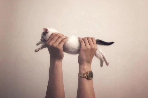 ▲收編回來沒多久,某天Maone跟冰袋玩牠最愛的「拉貓」遊戲時,突然發現牠漸漸長大,於是趕緊拍下第一張記錄照片,這時的冰袋還懵懵懂懂(圖/網友Maone