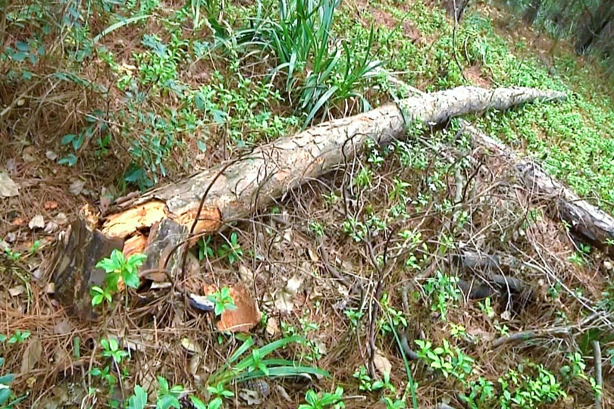 ▲中山紀念林松材線蟲病枯木隨時有傾倒危險，金管處近期將進行筏除。(圖/記者蔡若喬攝)