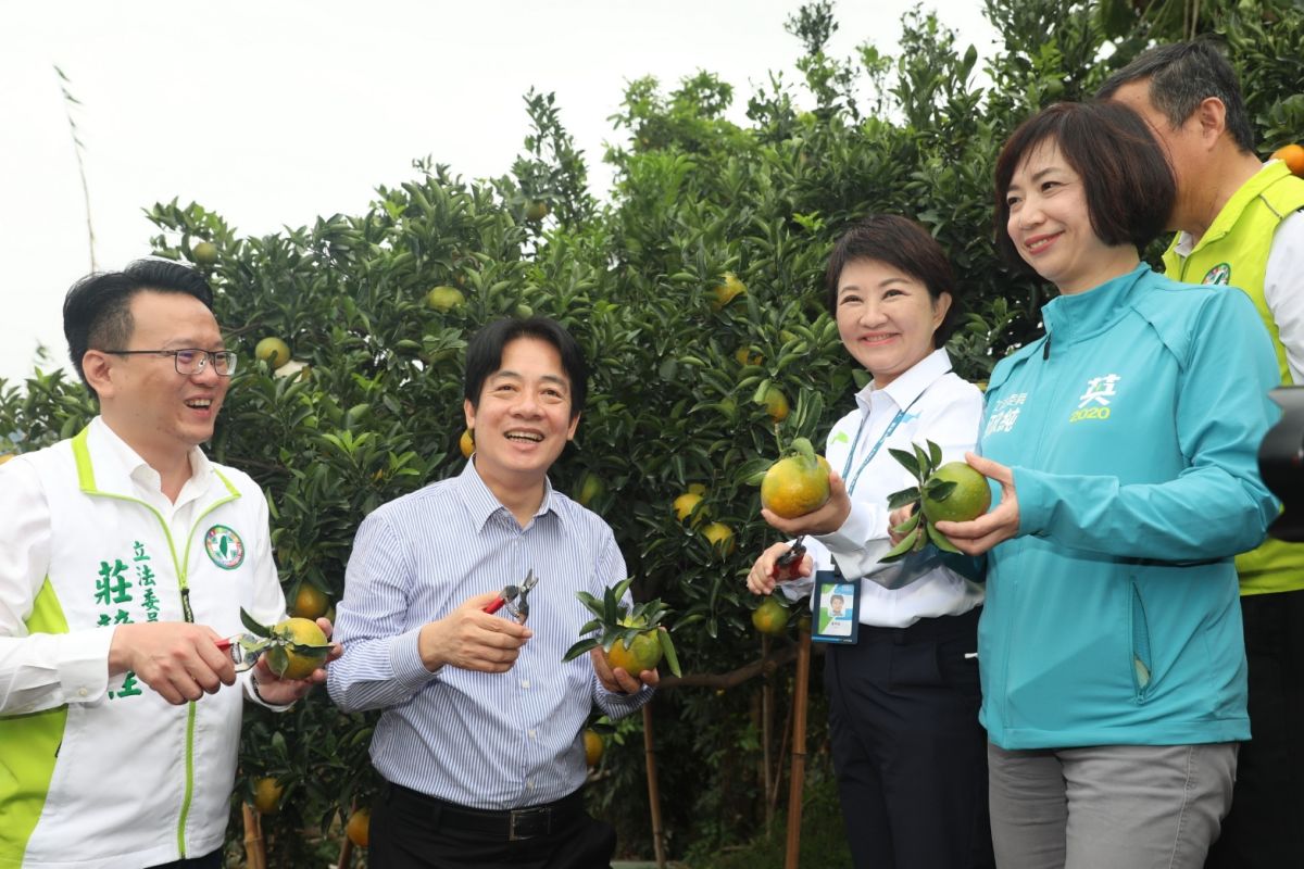 ▲副總統賴清德與市長盧秀燕前往北屯大坑採摘椪柑。(圖／市政府提供2020.11.13)