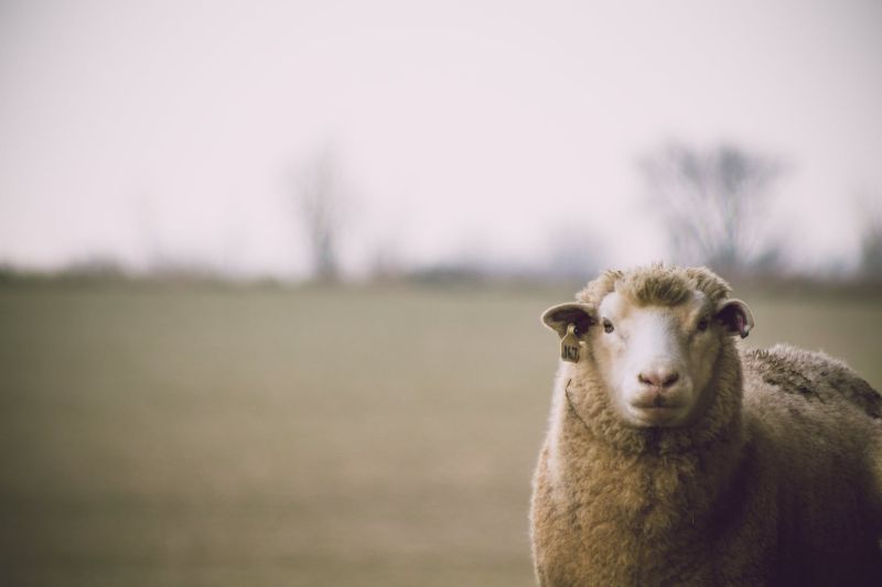 ▲原PO看到小朋友手上戴塑膠袋在「餵羊吃草」，似乎是怕羊的口水弄髒雙手。（示意圖／翻攝自《pexels》 ）