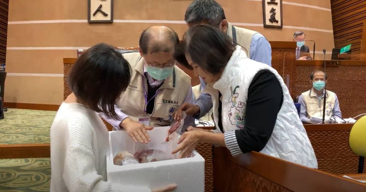 ▲宜蘭縣長林姿妙及衛生局長徐迺維、農業處長康立和以肉眼檢視林岳賢議員所準備的豬肉看是否有問題。（圖／記者李清貴攝,2020.11.13)